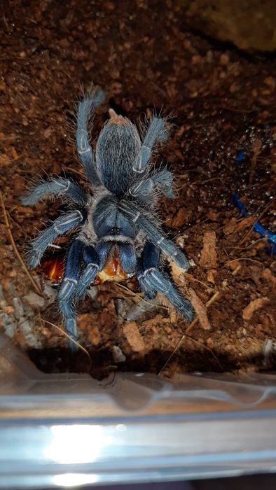Aphonopelma seemanni samica 2,5dc