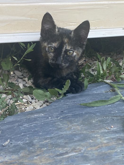 Uma gatinha para dar
