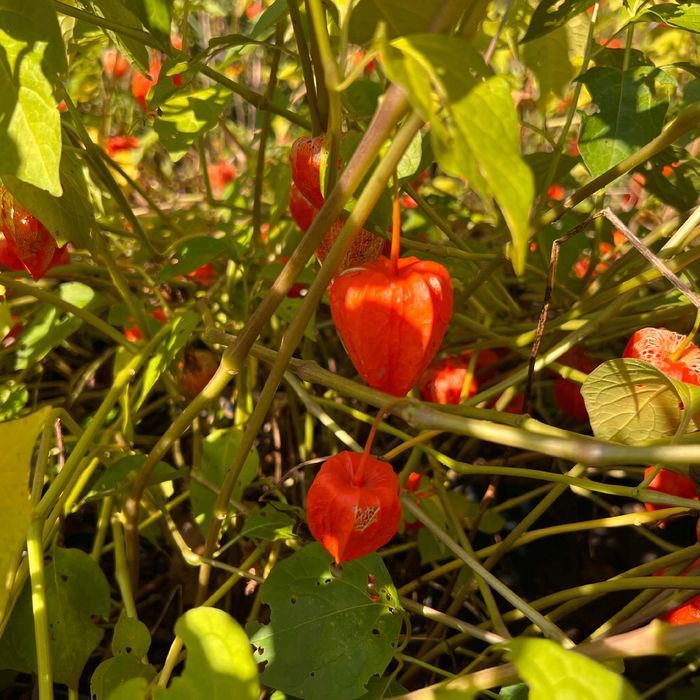 Miechunka Rozdęta (Physalis franchetii) Czerwone Lampiony 2.0L