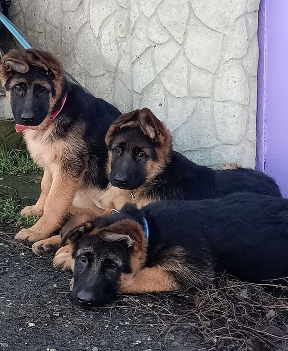 Щенки немецкой овчарки мальчики!