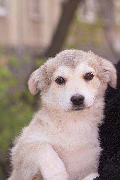 Щенок девочка ищет доброго хозяина