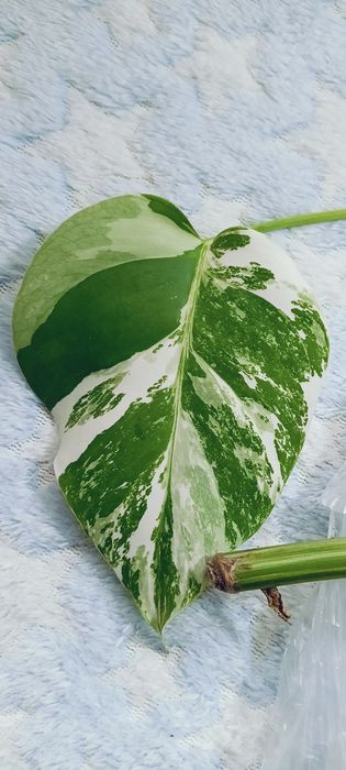 Monstera variegata ukorzeniona