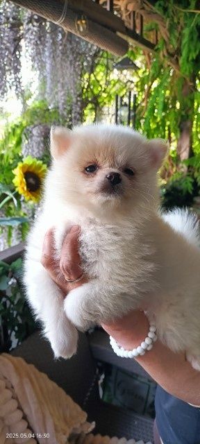 Pomeranian boo aktualne