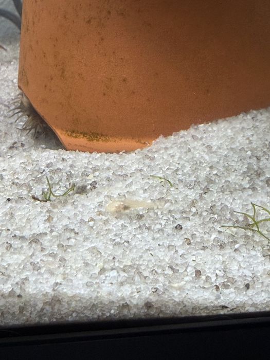 Peixes ancistrus albinos