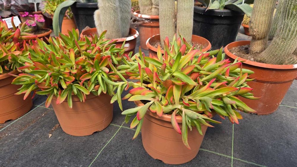 Sukulenty kolekcjonerskie | Echeveria, Crassula, Aeonium, Cotyledon | Egzotyczne rośliny