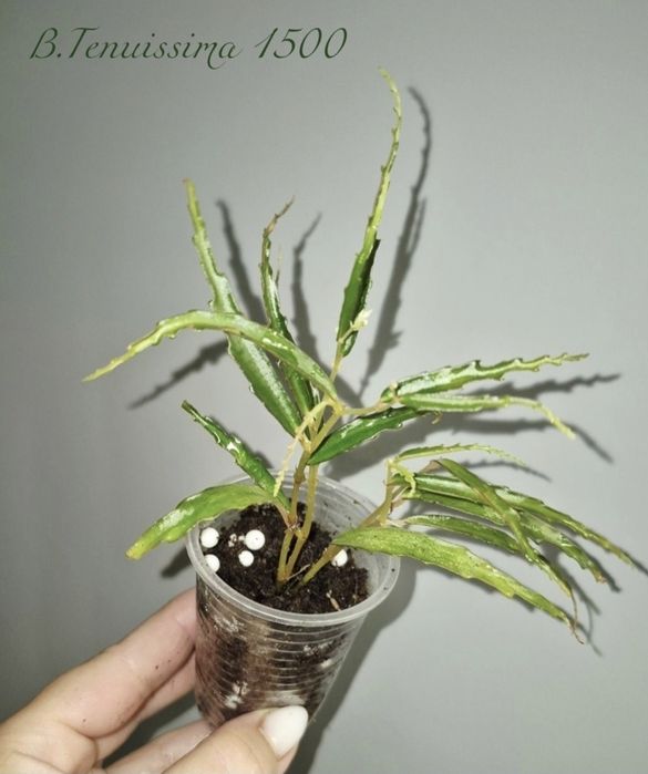 Рідкісні бегонії