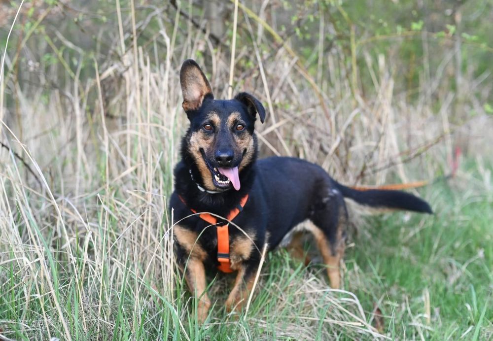 Longer, psi ideal szuka domu, maly psiak