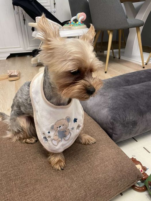 Йорк шукає подругу