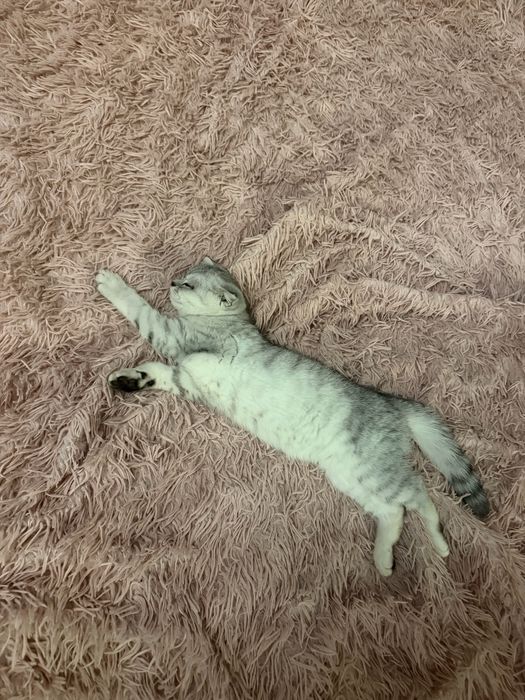 Котик скоттиш страйт+серебряная шиншила