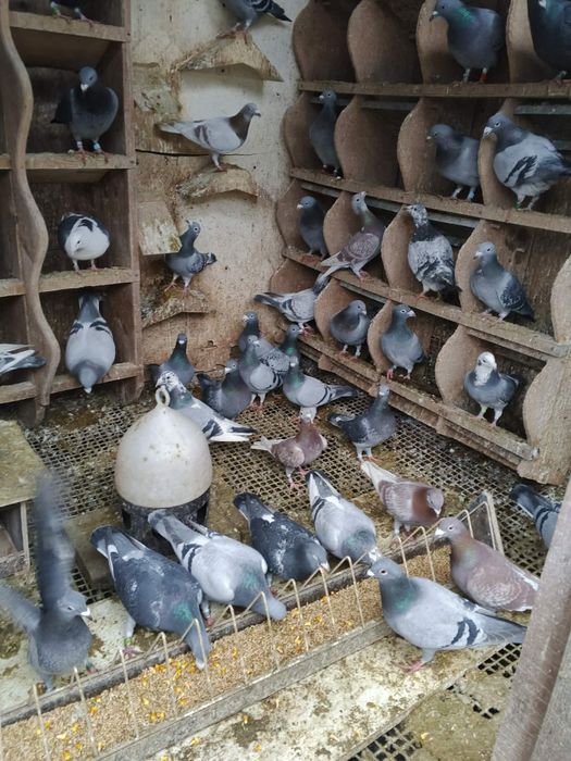 Pocztowe gołębie sprzedam