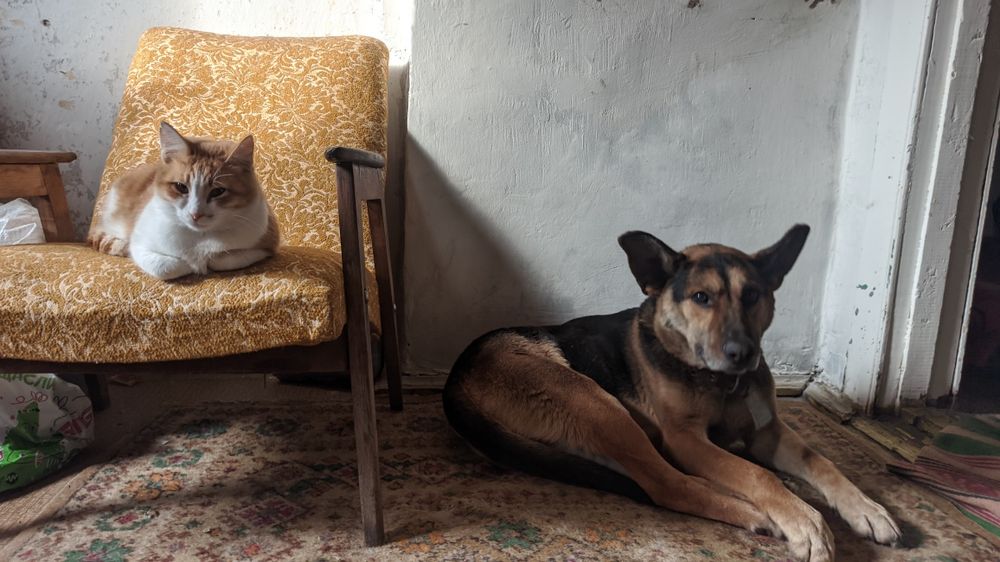 Прийму в дар сухой корм для собаки кошки