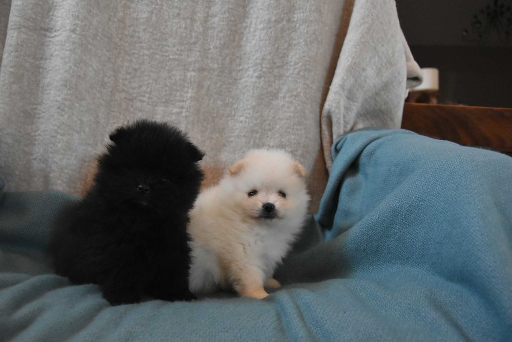 szpic miniaturowy pomeranian