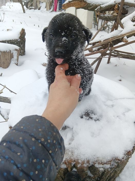 Отдам щенков  в добрые руки