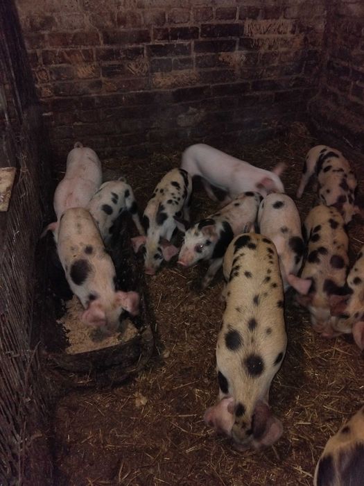 Продам поросят п