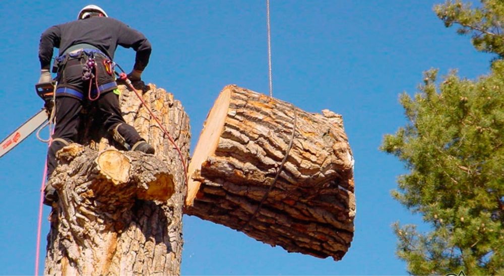 Обрезка деревьев