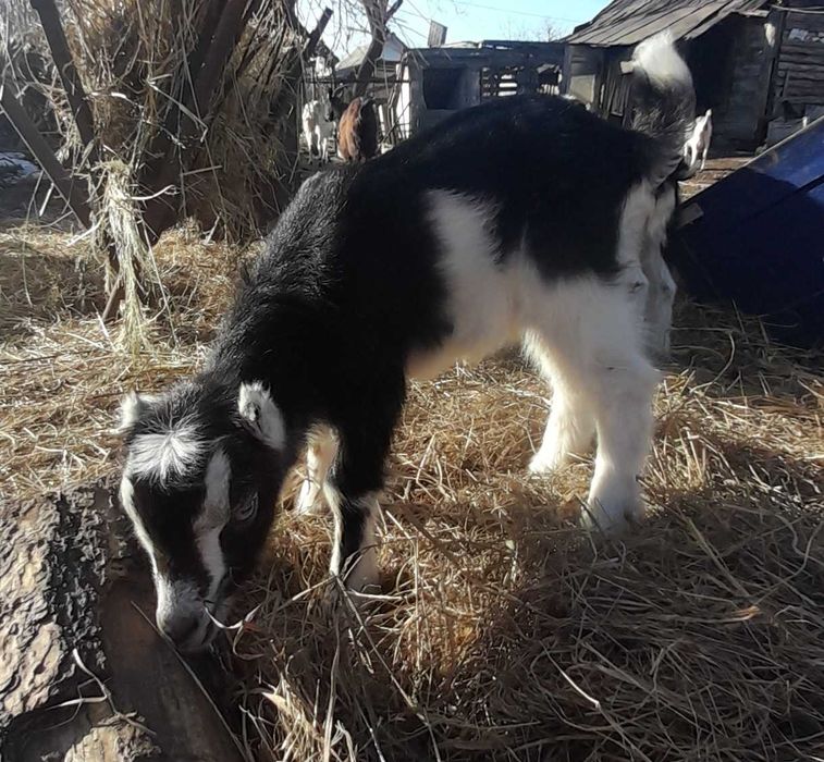 Козеня -цапок незабаром переїде