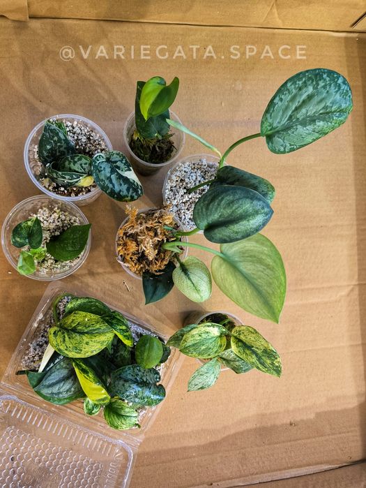 13 scindapsusow i Philodendron Melanochrysum variegata filodendron melanochryzum