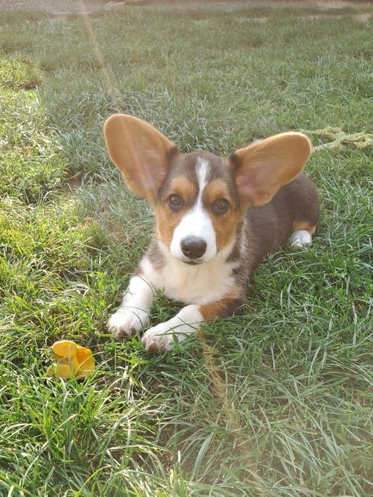 **DEBBIE* sunia Welsh Corgi Cardigan rodzice FCI gotowa do odbioru