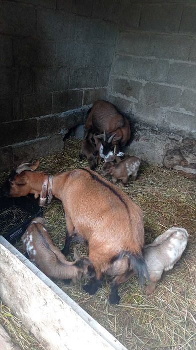 Vendo Crias de Cabras Anãs