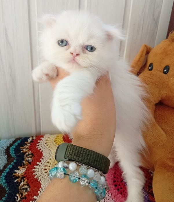 Хлопчик висловухий.  Котята, кошенята