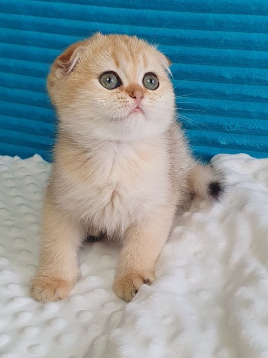 Котята золотой шиншиллы