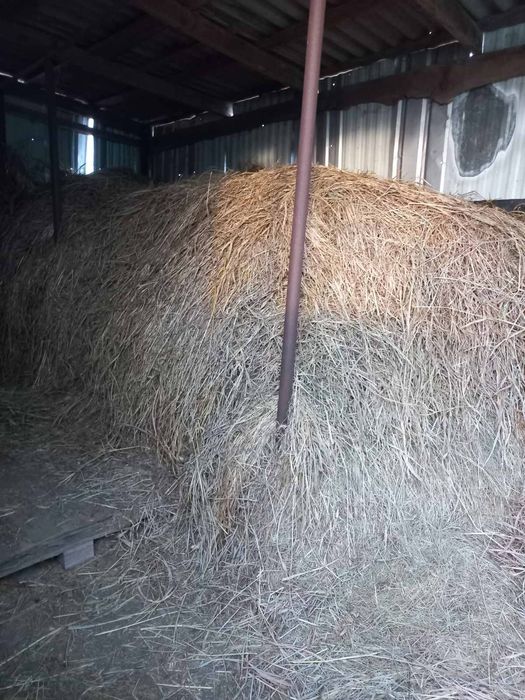 Продам  сено суданка