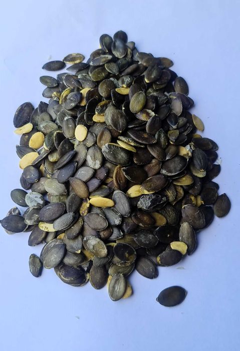 Dynia bezłuskowa bezłupinowa oleista pestki wysyłka od rolnika