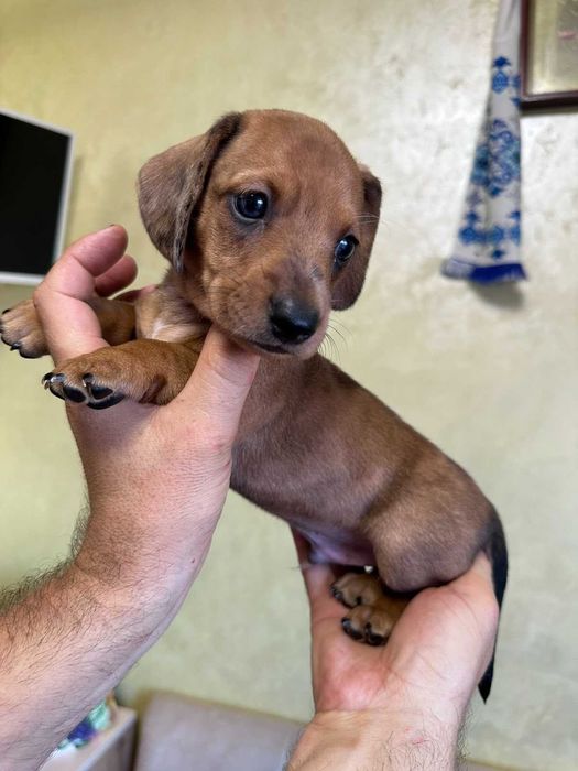 Такса стандартна