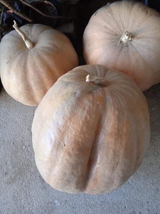 Vendo abóboras amarela por dentro boa para colocar na sopa