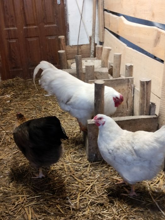 Jaja legowe  amrockow