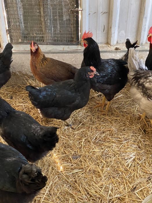 Galinhas e galos pretos.