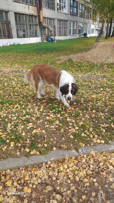 Отдам собак в хорошие руки