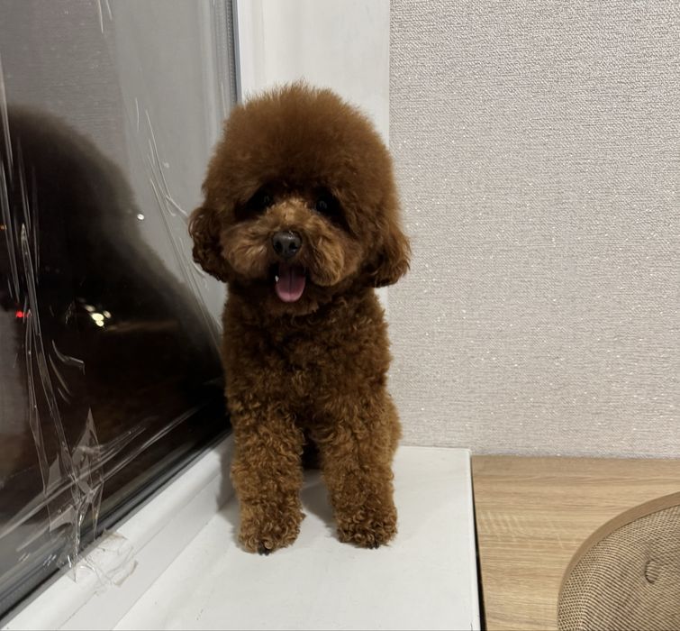 Той пудель, Китай, вязка