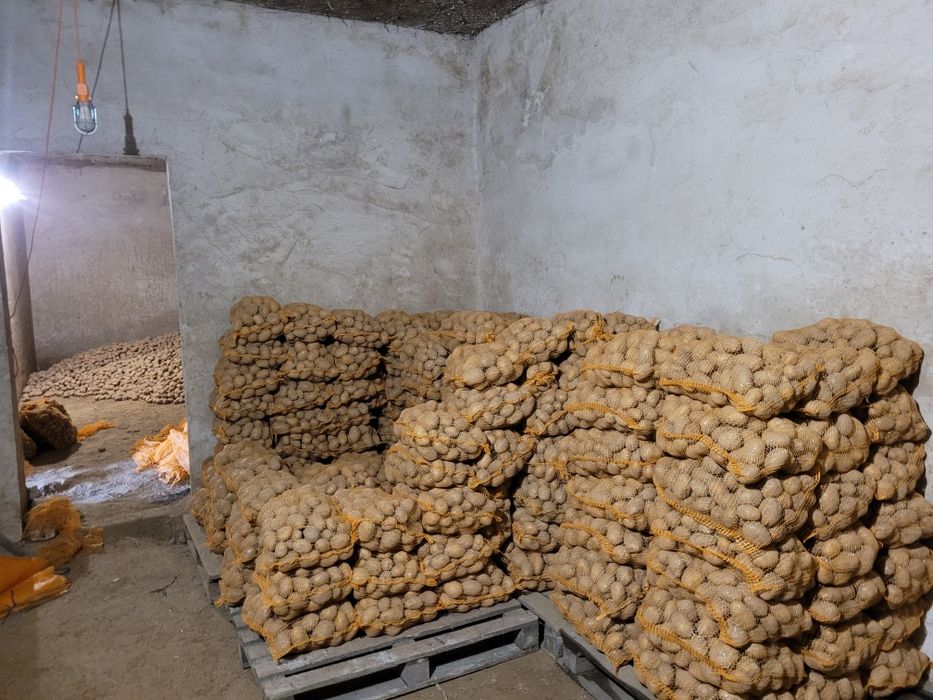 Ziemniaki jadalne denar soraya, oraz paszowe/odpadowe