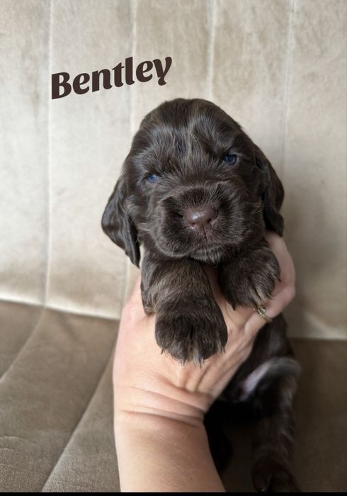 Cocker Spaniel Angielski