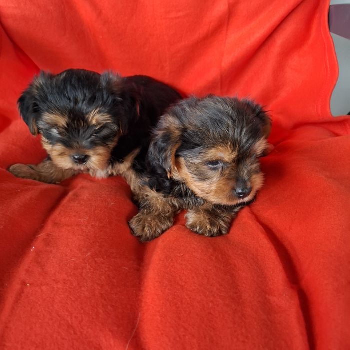 Yorkshire terrier rodowód +wyprawka