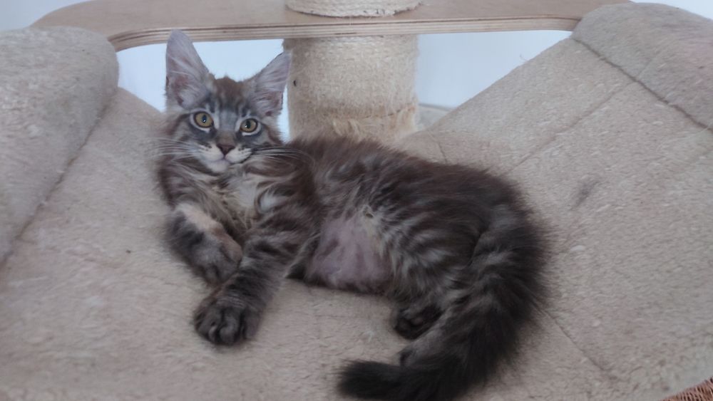 Kocurek MCO z Bluebona*Pl