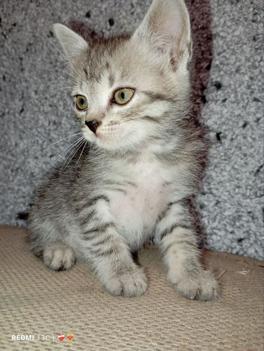 Маленькі комочки шукають дімВіддам безкоштовно в люблячу сім'ю.