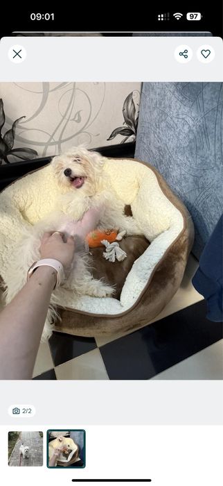 •СТАНДАРТ _Пудель” _Мальтипу F-1”