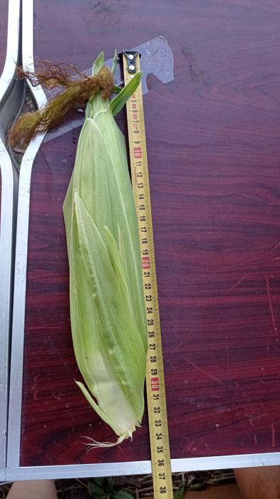 Солодка кукурудза Ракель м.Кременчук