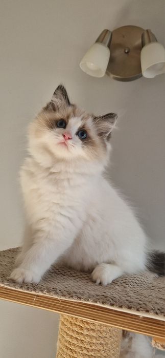 Carmelek, prawdziwy cukierek