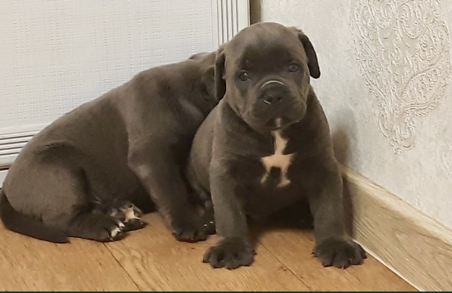 Корсячки - товстячки) Розплідник КСУ - FCI