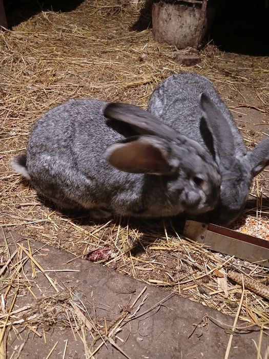 Продам кролі порід шиншила ,сірий велетень ,німецький строкач. В наявн