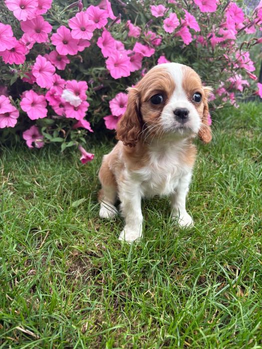 Cavalier king Charles spaniel suczka