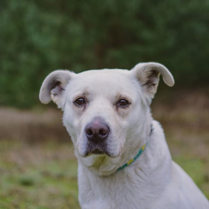 MILKA – WIECZNY SZCZENIAK W BIAŁYM FUTRZE  pies suka

Milka jest w typ