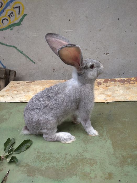 Бельгійський велетень продам/обміняю  на зерно