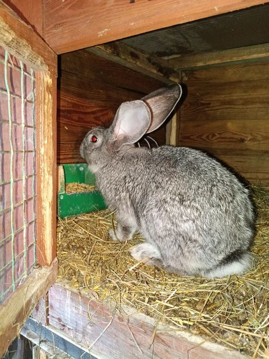 Samczyk Belg Szynszylowaty