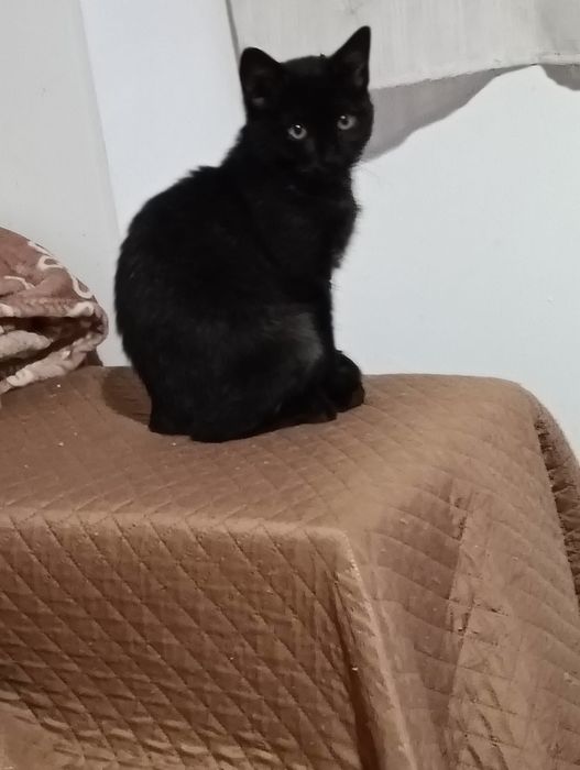 gatinha bebé para adoção responsável