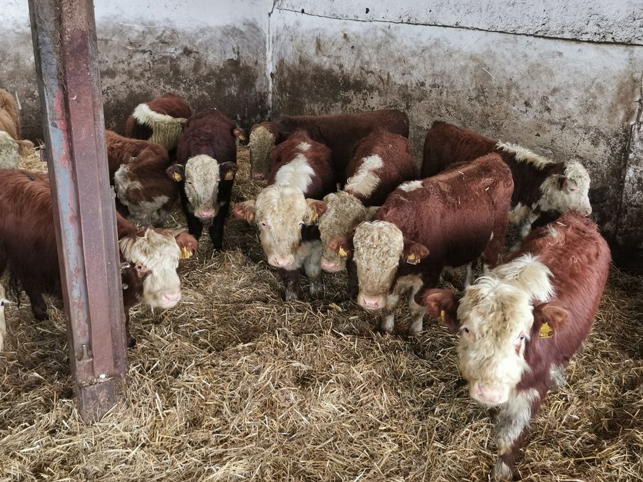 Odsadki mięsne hereford