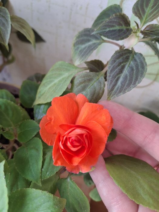 Бальзамін квітуча рослина